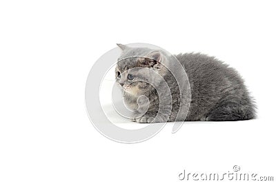 Fluffy purebred gray kitten on a white isolated background Stock Photo