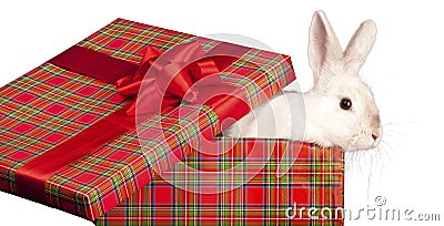 Fluffy rabbit in giftbox Stock Photo