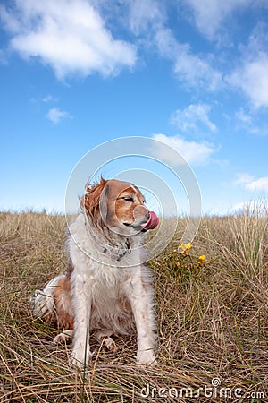 Fluffy red haired collie dog resting among dune grasses at Pouawa Beach, Gisborne, NZ Stock Photo