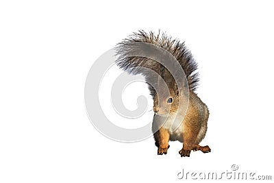 Fluffy red squirrel on white background Stock Photo