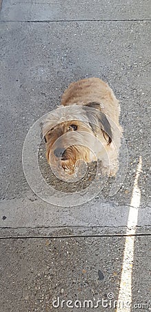 Fluffy sand colored mixed breed dog Stock Photo