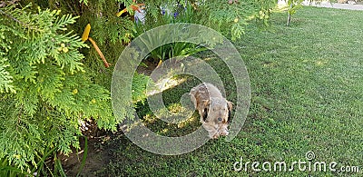 Fluffy sand colored mixed breed dog Stock Photo