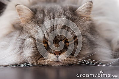 Fluffy Scottish cat close-up lying on the floor. Sad sleepy cat Stock Photo