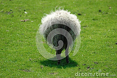 Fluffy sheep Stock Photo