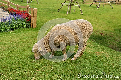 Fluffy Sheep Stock Photo