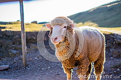 Fluffy Sheep Stock Photo