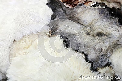 Fluffy sheep skins with soft white and cured fur background Stock Photo