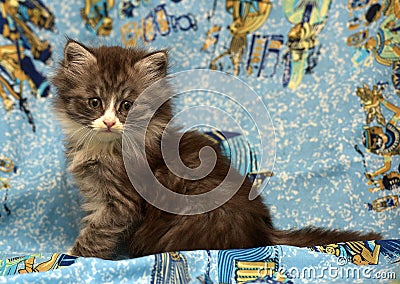 Fluffy Siberian cat Stock Photo