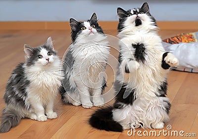 Fluffy siberian kittens white with black and with gray Stock Photo