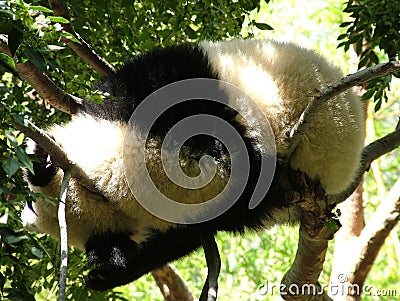 Fluffy sleepy panda sleeping on tree branches captured under sunlight Stock Photo