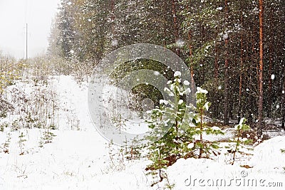 Snowfall in the pinery forest. Spring snow. Stock Photo