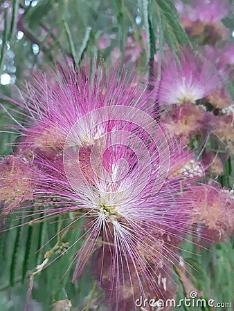 Fluffy soft crimson flowers with a white center. Stock Photo