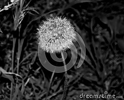 Fluffy and soft dandelion. Stock Photo