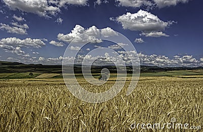 Fluffy soft white clouds on a deep blue sky above golden yellow wheat fields Stock Photo