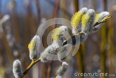 Fluffy soft willow buds Stock Photo