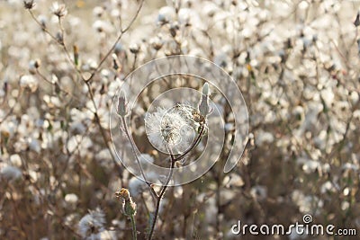 Fluffy sow thistle, hare thistle, seedheads, natural background Stock Photo