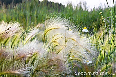 Fluffy spikelets and chamomile flowers in the meadow, floral background, barley grass Stock Photo