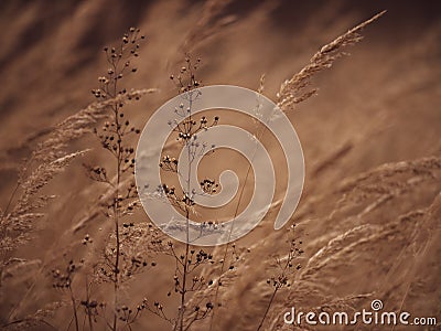 Fluffy spikelets of dry grass. Blades of grass sway due to the wind in autumn Stock Photo