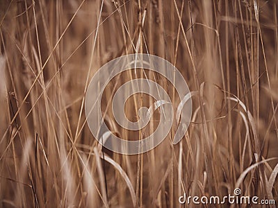 Fluffy spikelets of dry grass. Blades of grass sway due to the wind in autumn Stock Photo