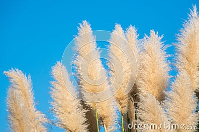 Fluffy spikelets of pampas grass against the blue sky background Stock Photo