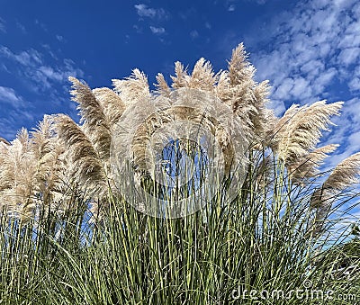 Fluffy Spikelets Pampas Grasses Blue Sky Background Stock Photo