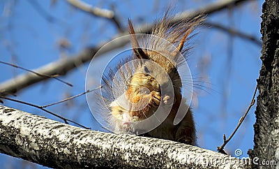 Fluffy squirrel sits on a tree and gnaws a nut Stock Photo