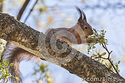 Fluffy squirrel with spring maple tree flowers Stock Photo