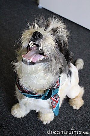 Happy Rescue Dog Adopted Stock Photo