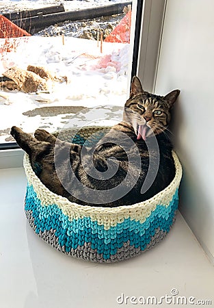 Fluffy striped cat lies in a cozy house and winks with one eye. Stock Photo