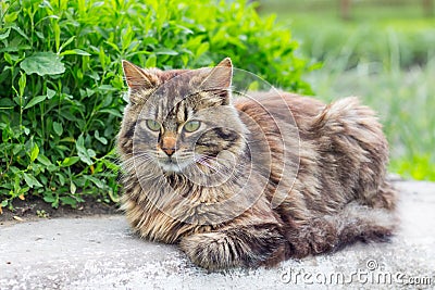 A fluffy striped cat sits at the lawn with grass_ Stock Photo