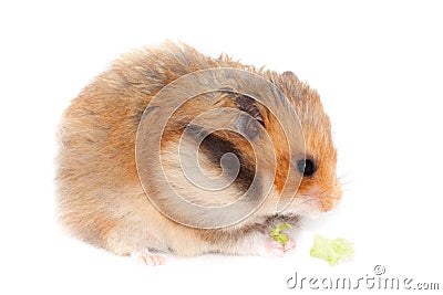 Fluffy Syrian hamster eating broccoli cabbage Stock Photo