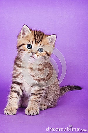 Fluffy tabby kitten of British cat Stock Photo