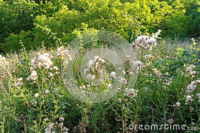 Fluffy thistle on meadow Stock Photo