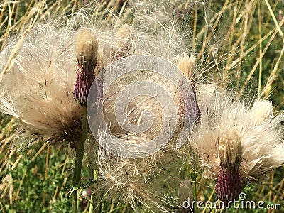 Fluffy Thistle seed heads Stock Photo