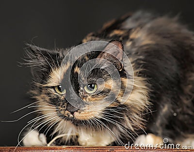 Fluffy tortoiseshell cat Stock Photo