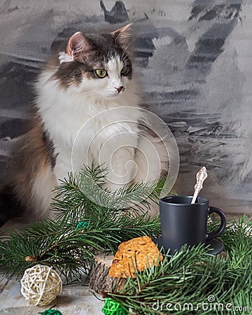 A fluffy tortoiseshell cat sits on the table. Tea in a gray cup and cookies on a saucer on the table, decorated with fir branches Stock Photo