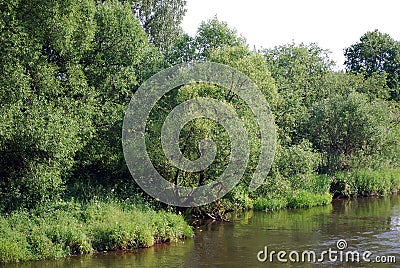 Fluffy trees and Iva`s bushes grow on the bank of the small small river. Stock Photo