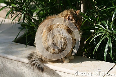 Fluffy cat sitting on a wall Stock Photo