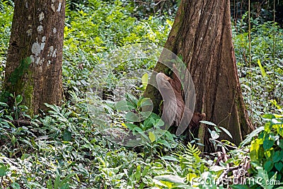 Fluffy two-toed sloth with long brown hair, the slowest animals in the world, climbing a tree, Cahuita, Costa Rica Stock Photo