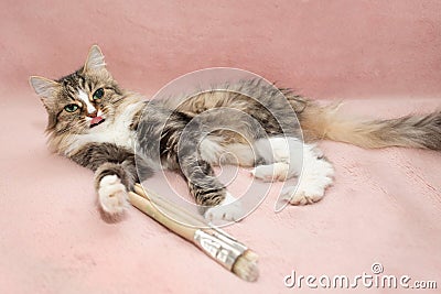 Fluffy white-brown cat with green eyes licks its nose. Plays with paint brushes. Cat artist. Pets and lifestyle concept Stock Photo