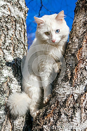 Fluffy white cat with different eyes Stock Photo