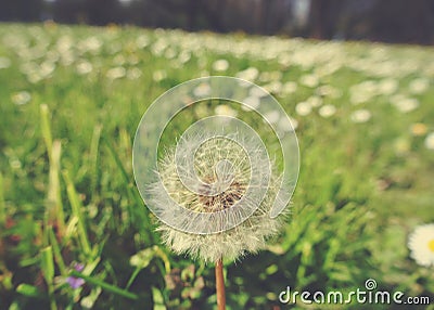 Fluffy white dandelion in green field in spring; retro style Stock Photo