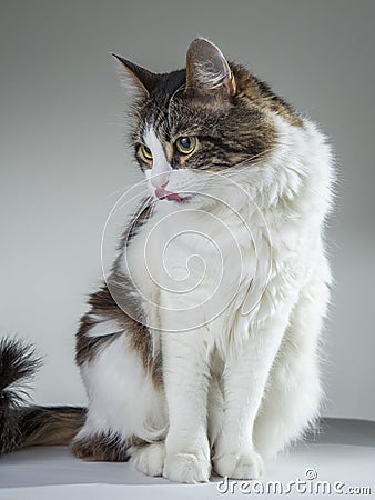 A furry white cat eats tongue close-ups Stock Photo