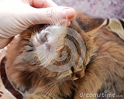 Cat, white, weasel, pet, kitten, feline, cute, portrait, kitten, pet, fur, paw, eyes, isolated, mammal, beautiful, black, rag doll Stock Photo