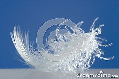 Fluffy white feather Stock Photo