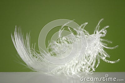 Fluffy white feather Stock Photo