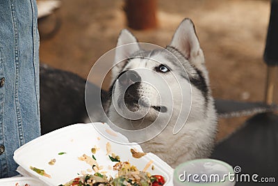 A husky dog begs people for food at a picnic in the forest among plates of food in plastic packaging Stock Photo