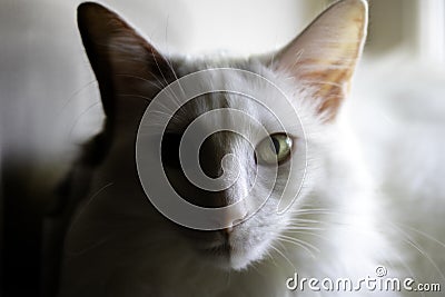 Fluffy White Cat in Sun and Shadow Close-up Stock Photo
