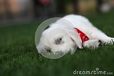 Fluffy white puppy laying on grass Stock Photo