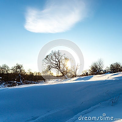 Fluffy white snow on the tree in rays of sunset. Winter frosty evening Stock Photo